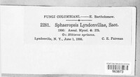Sphaeropsis lyndonvillae image